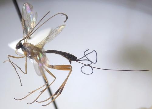 Réf. 262 931 : Macrocentrus bicolor